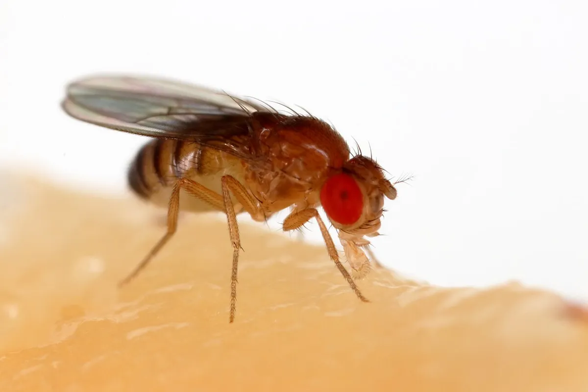 Fruchtfliege mit roten Augen in Nahaufnahme